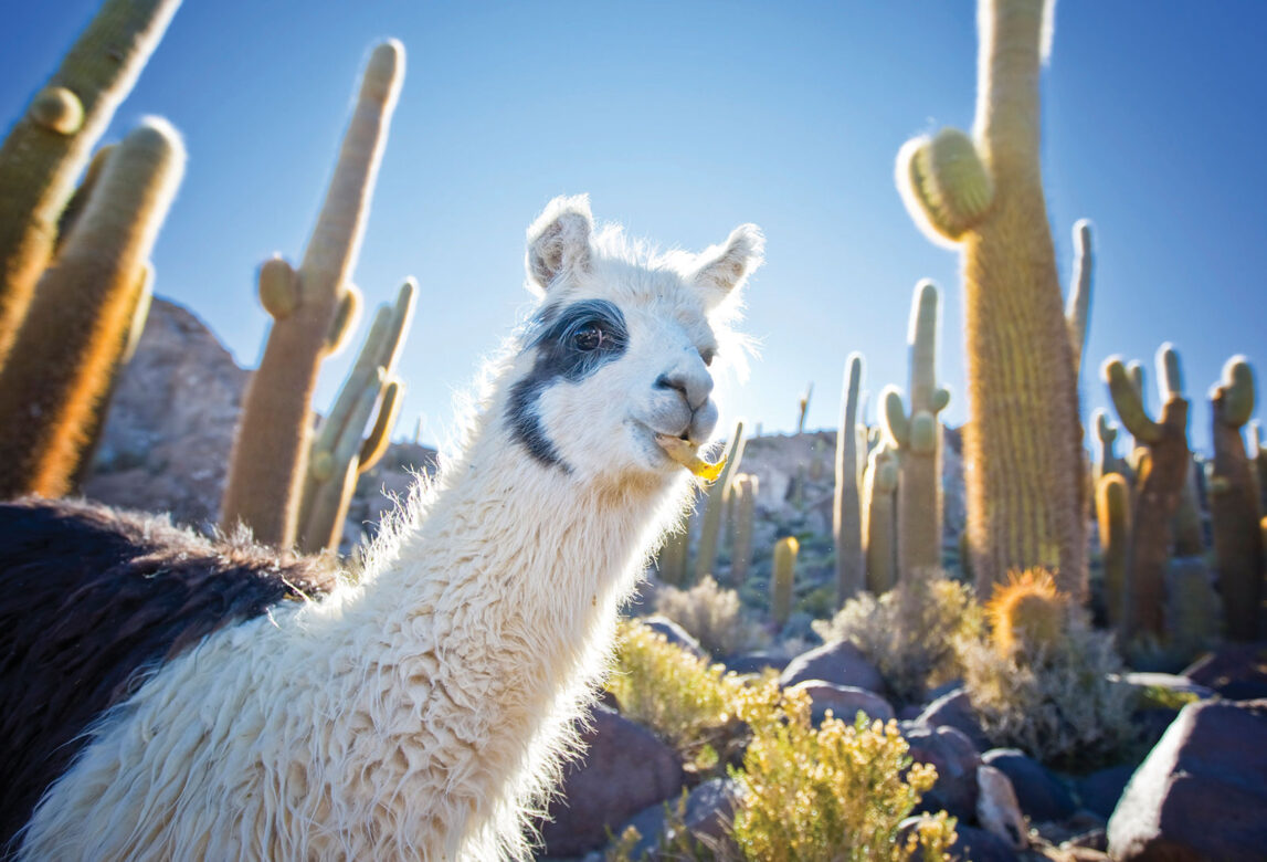 Llama1