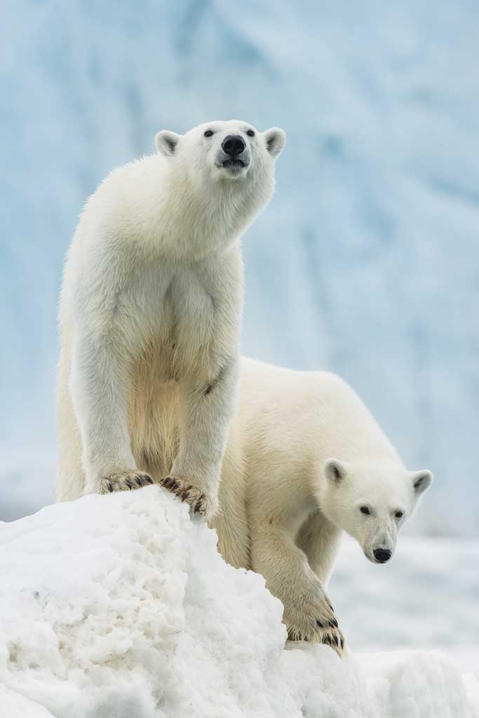 005395_Roy-Mangersnes---wildphoto.no_www.nordnorge.com_Longyearbyen