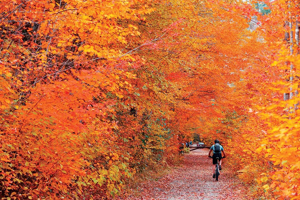 Biking in Autumn by Songquan Deng