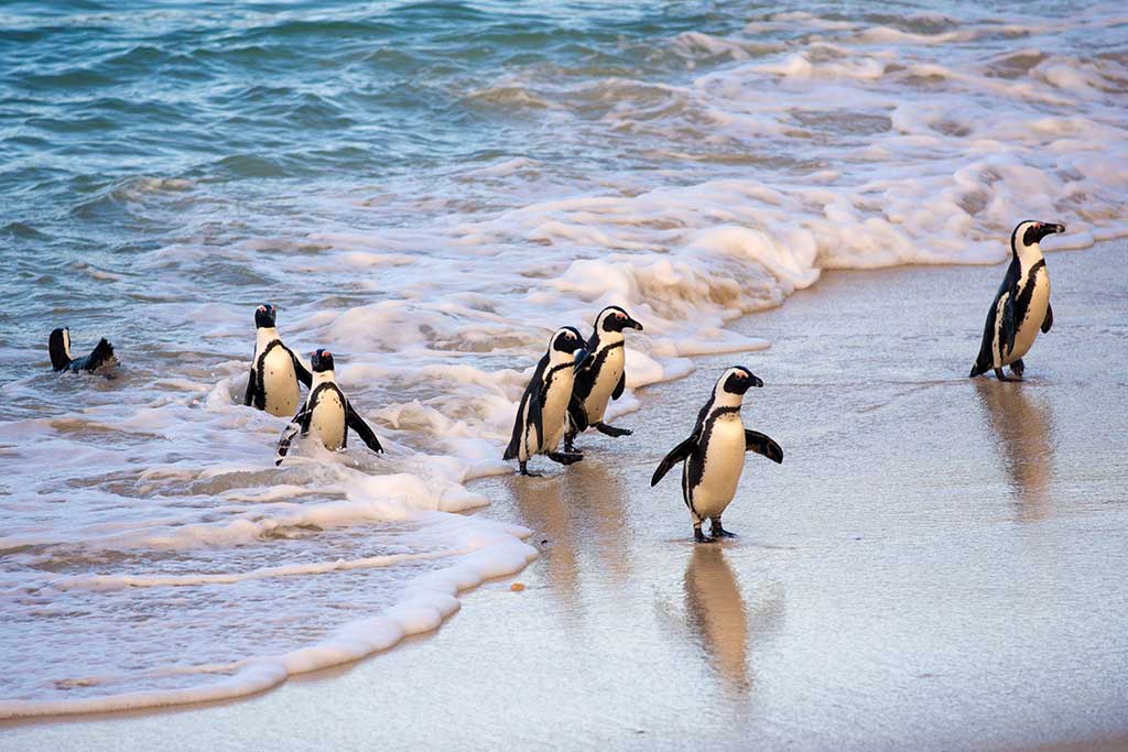 Boulders Beach Penguin Colony - Eric Licensed