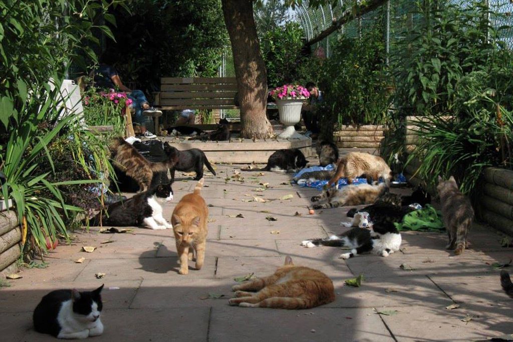 Cat Sanctuary