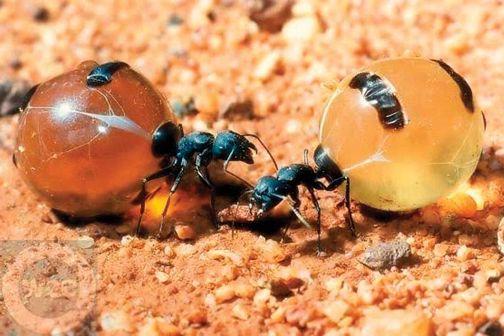 Honey Ants Australia