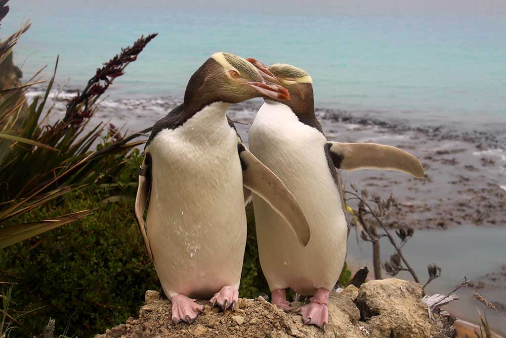Rare Yellow-Eyed Penguins on New Zealand' South Island