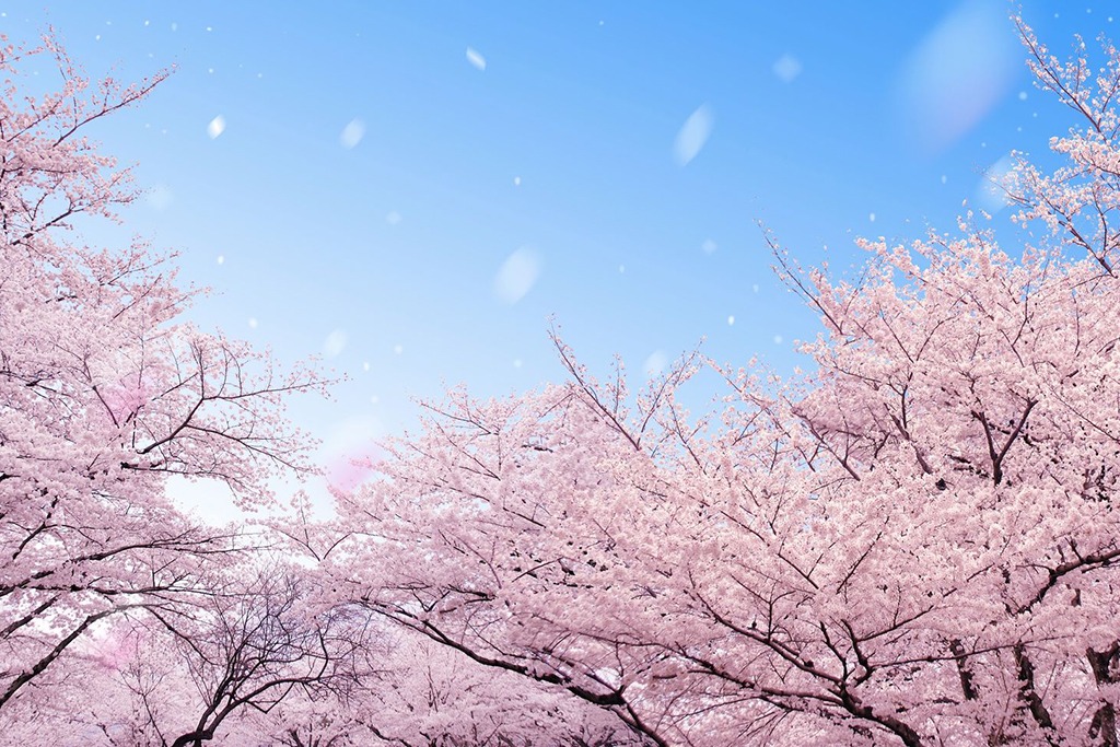 5 MUST-SEE SPRINGTIME DESTINATIONS IN JAPAN!