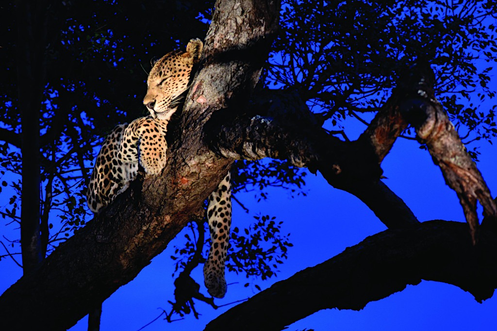 Cheetah on African Safari