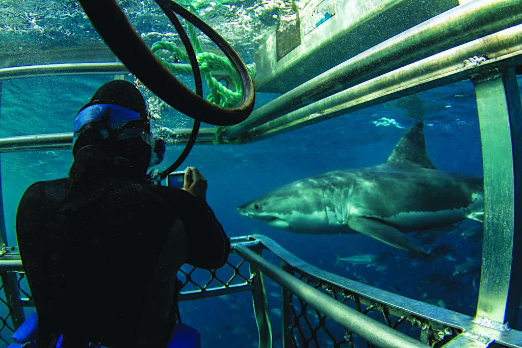 Cage Diving in South Africa