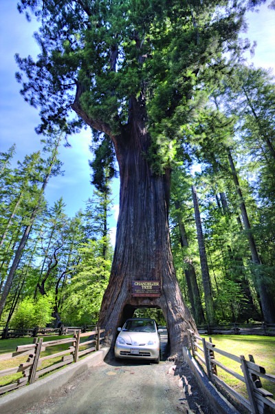 Chandelier Tree, Sonoma County