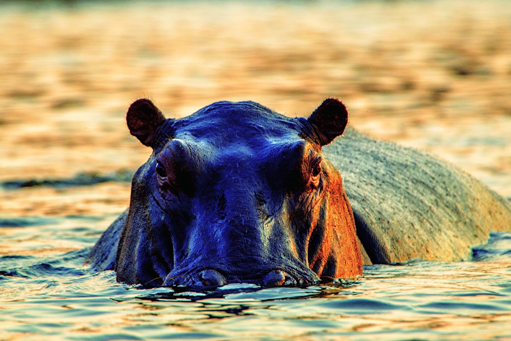 Hippopotamus in the Chobe River