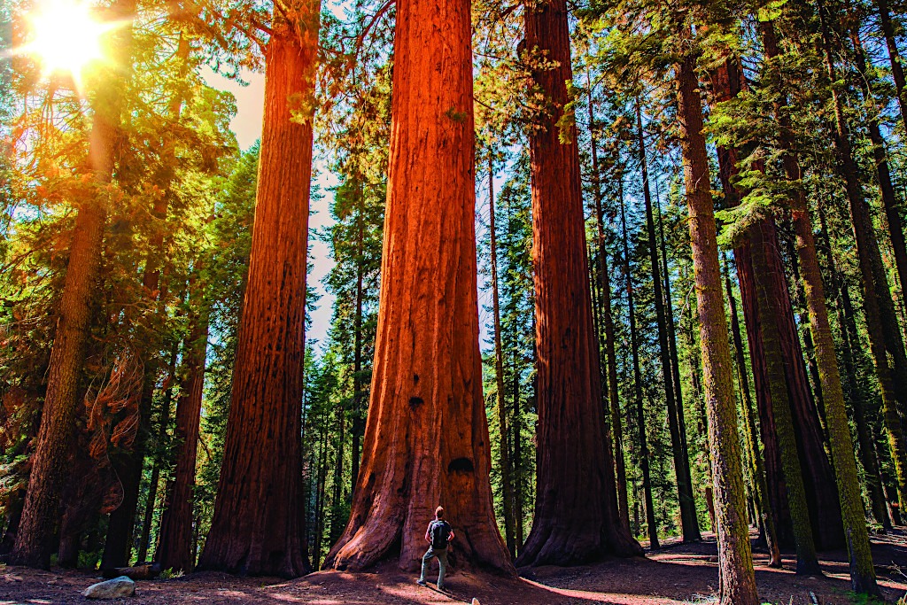 Redwood National and State Parks