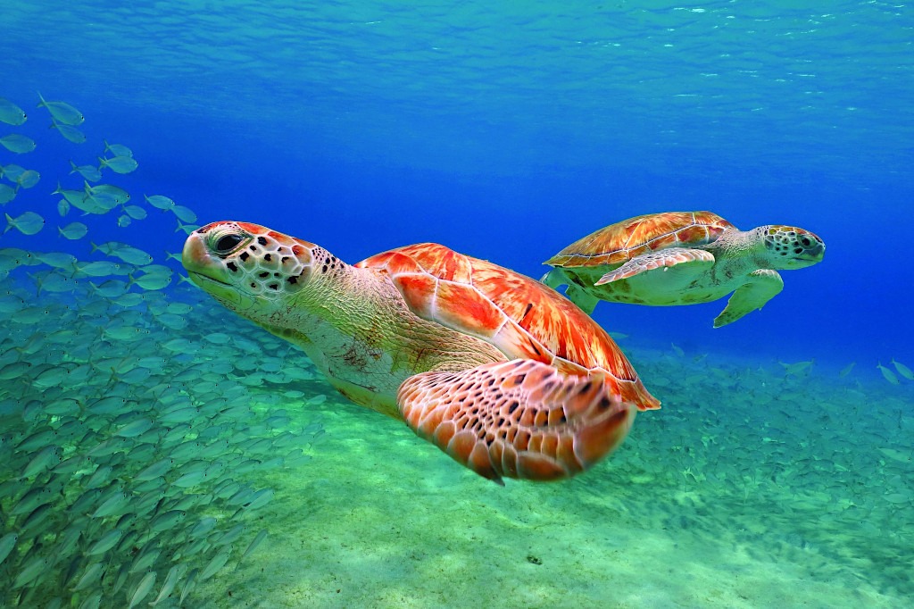 Sea Turtles in Aruba