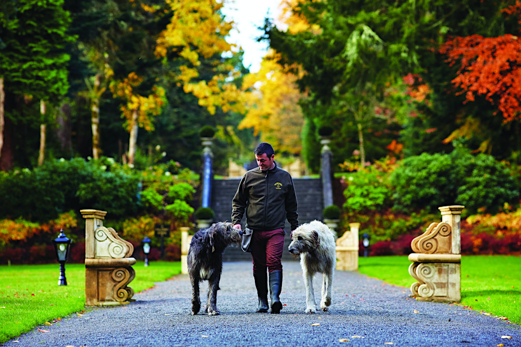 Ashford Castle’s Irish Wolfhounds in Ireland