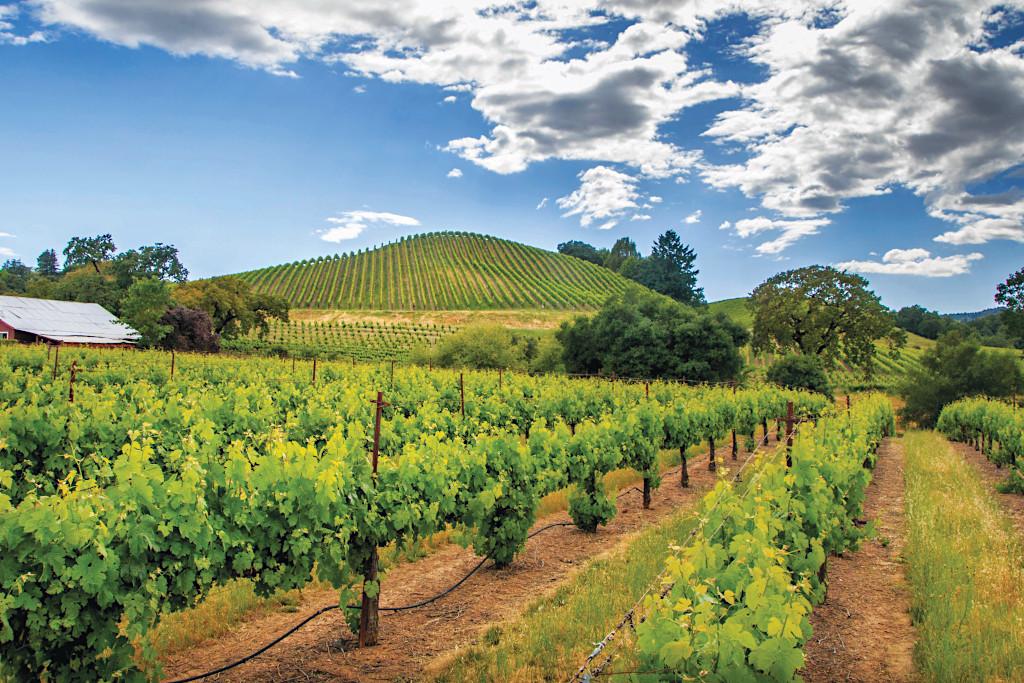 Sonoma County Vineyard in Sonoma County, CA