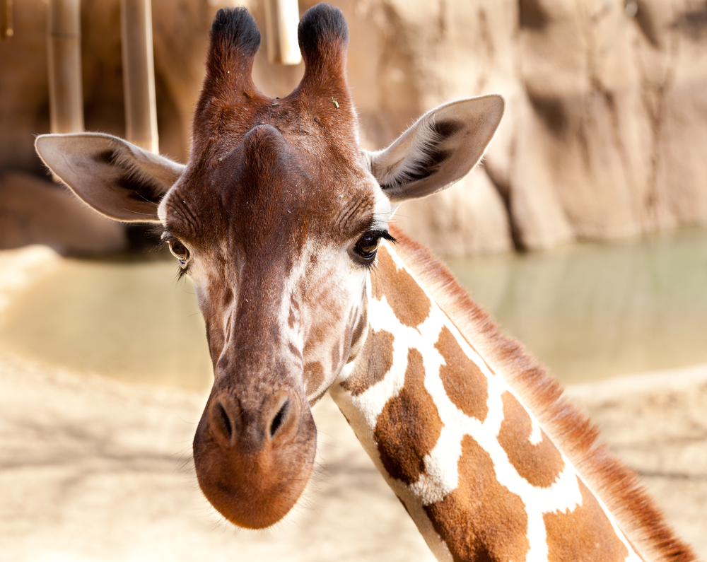 A giraffe at the Dallas Zoo