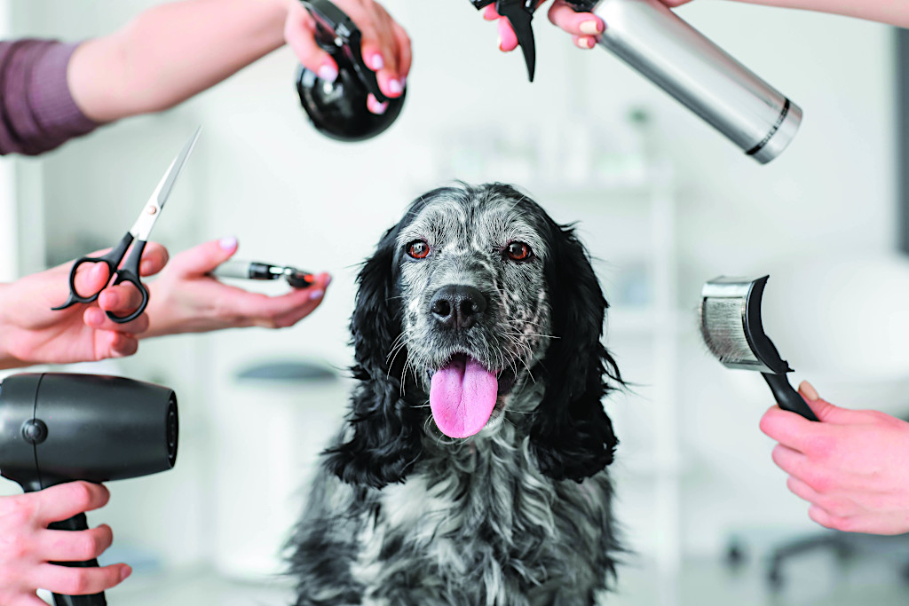 Dog Grooming - Pampered Pets of Paris