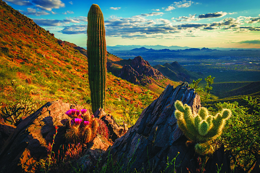 Scottsdale, Arizona Landscape