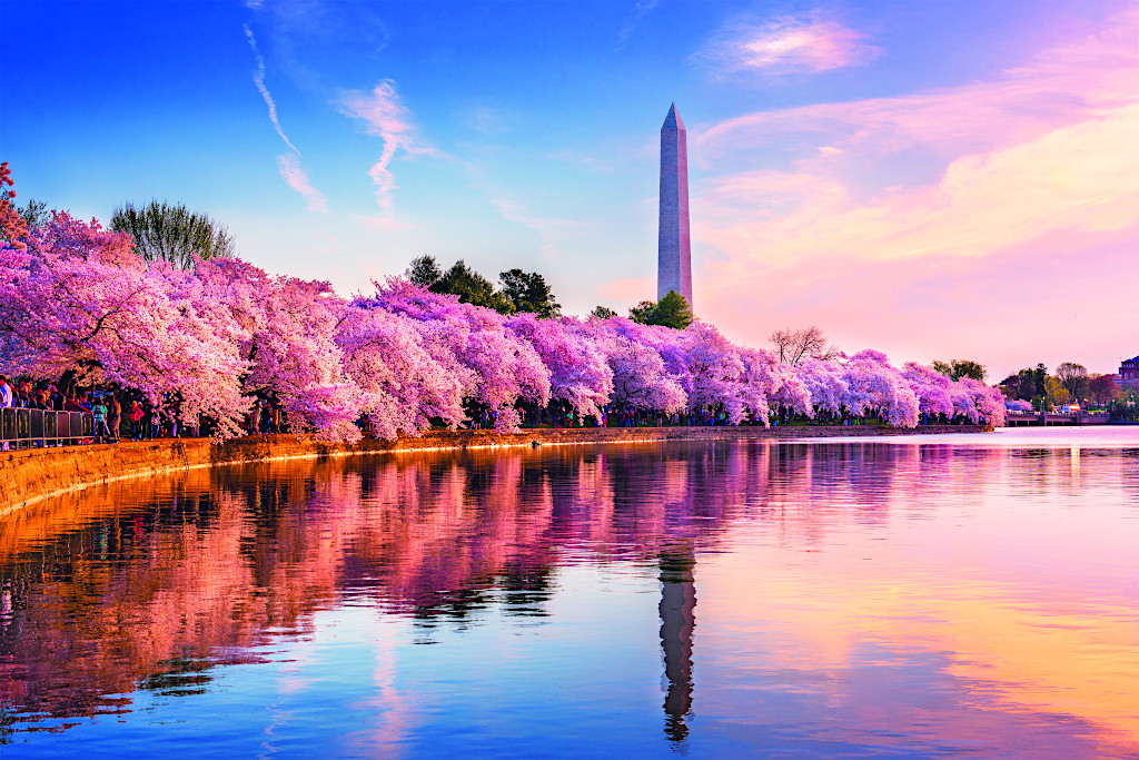 Cherry Blossoms Along The Tidal Basin | Four Seasons Washington DC | The Kennedy Center Honors