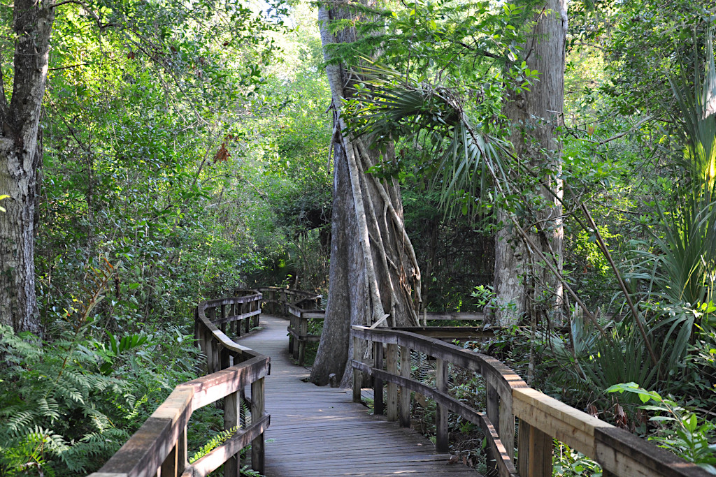 Big Cypress Bend Boardwalk in Naples, Florida