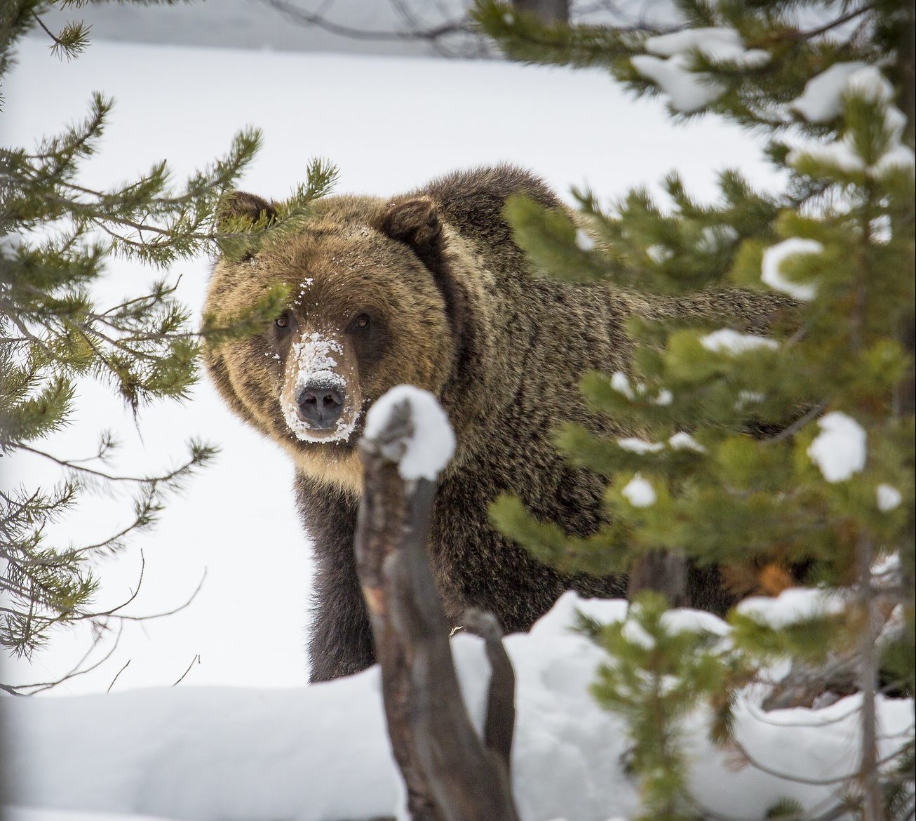 grizzly bear in winter