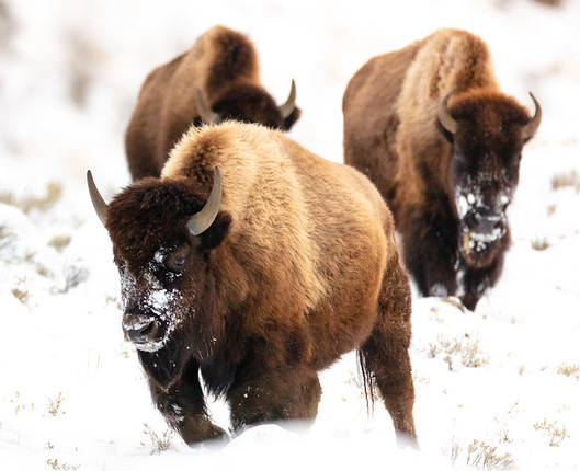 Yellowstone bison herd