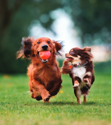 Dogs Playing by OTSPhoto