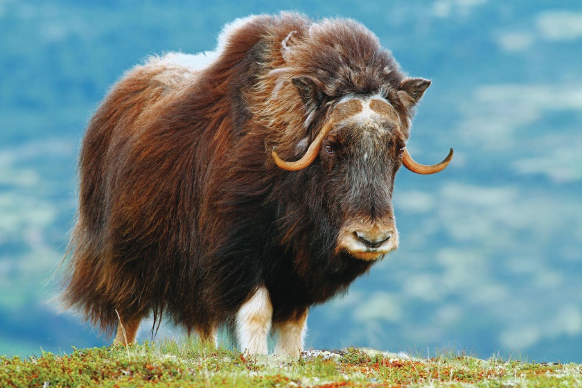 Musk Ox in Alaska by Martain Hejzlar