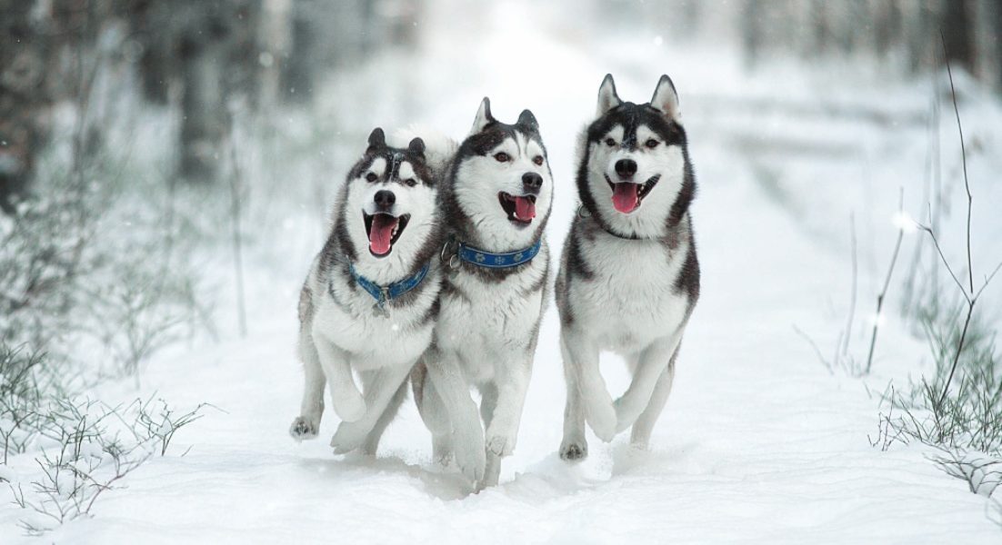 Siberian Huskies in Alaska by Vivienstock