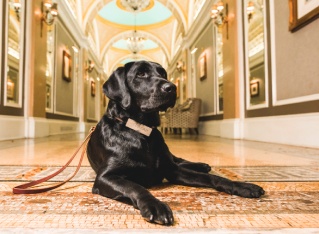 Fairmont Copley Plaza Canine Ambassador Cori Copley (Photo: Zack Deus Photography)