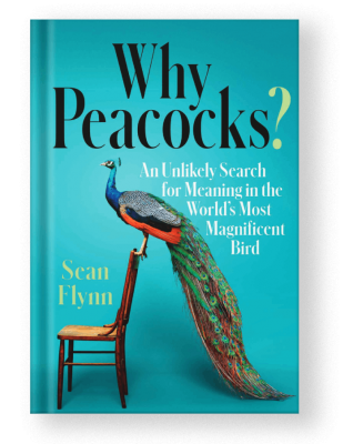 Why Peacocks? By Sean Flynn