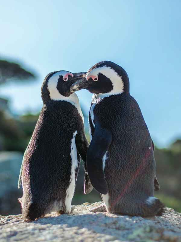 African Penguins at Boulders Beach (Photo by Cape Town Tourism)