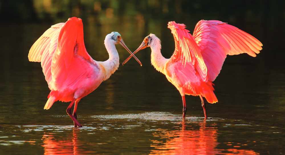 Roseate Spoonbills in the Everglades National Park (Photo by Don Mammoser)