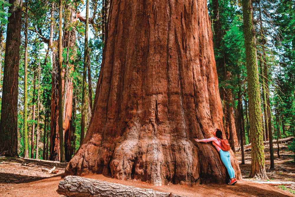 Sequoia National Park (Photo by Ivanova Ksenia)