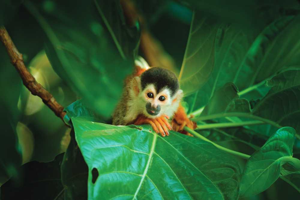 Squirrel Monkey in Costa Rica (Photos courtesy of Atlas Obscura)