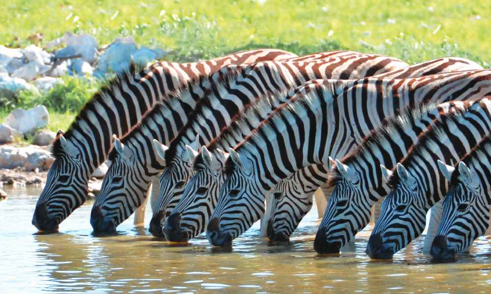 Zebras Enjoying a Drink (Photo by Gudkov Andrey