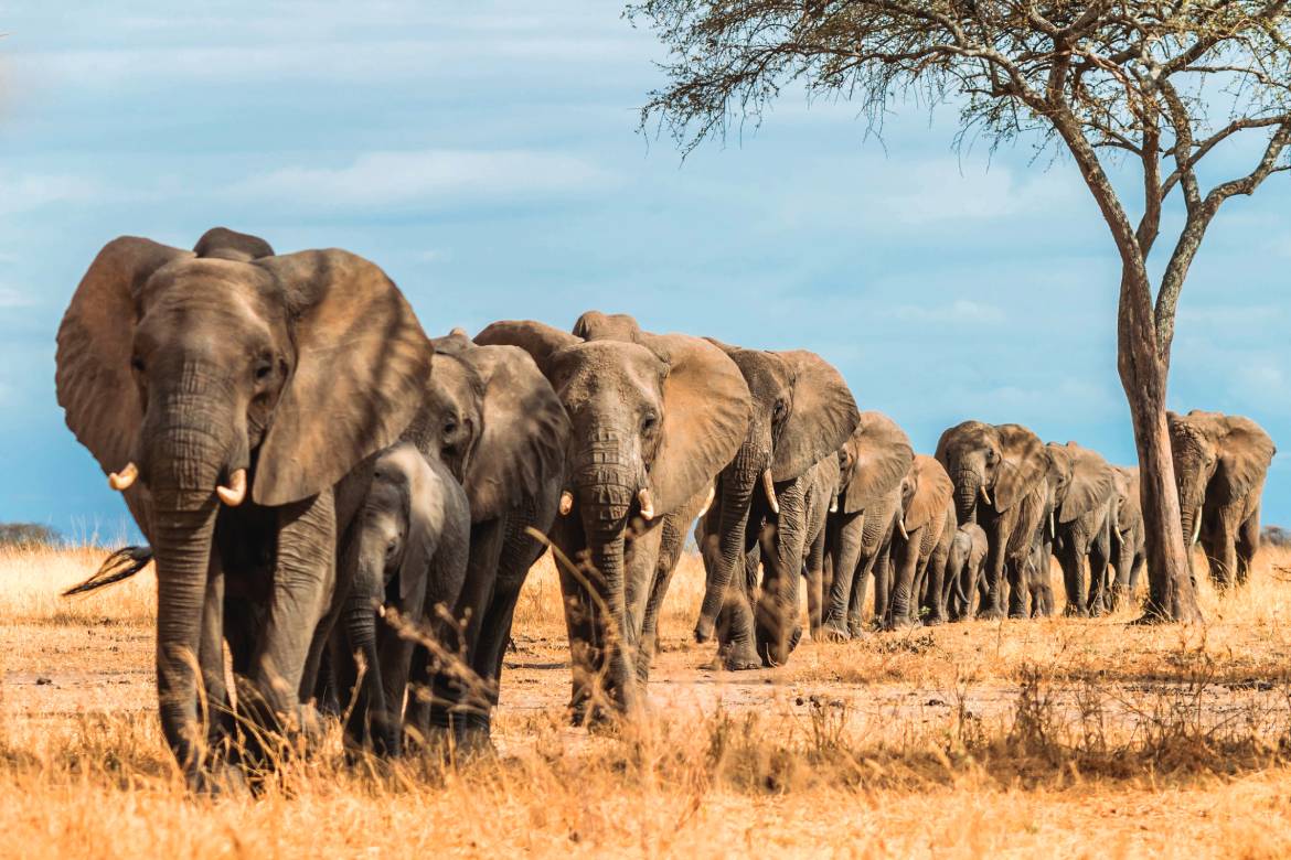 Elephants in Tarangire National Park (Photo by Matthew D. Hansen)