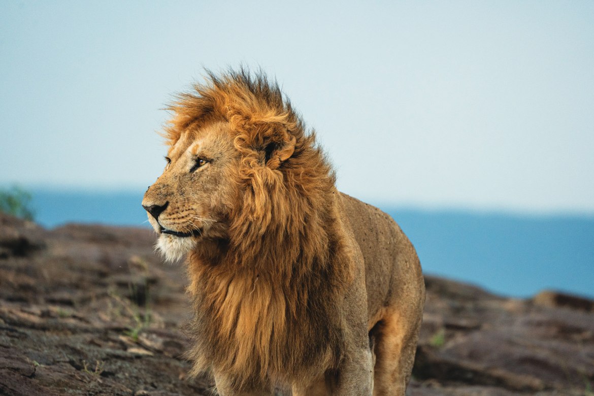 Male Lion in Serengeti (Photo by Emily Pennington)