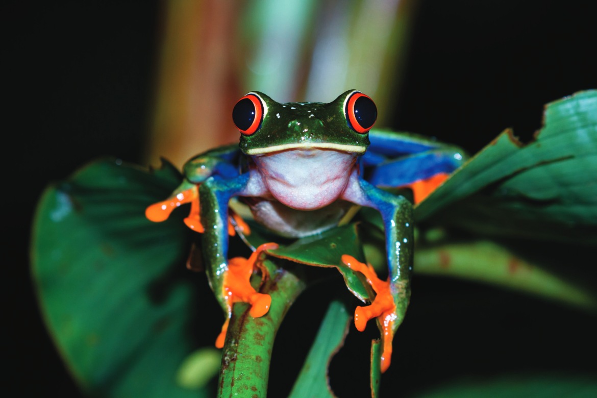 Red Eyed Tree Frog at Night (Photo by Nature's Charm)