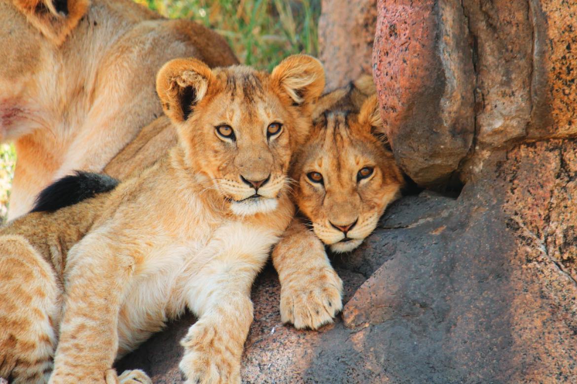 Serengeti National Park Lions (Photo courtesy of A&K)