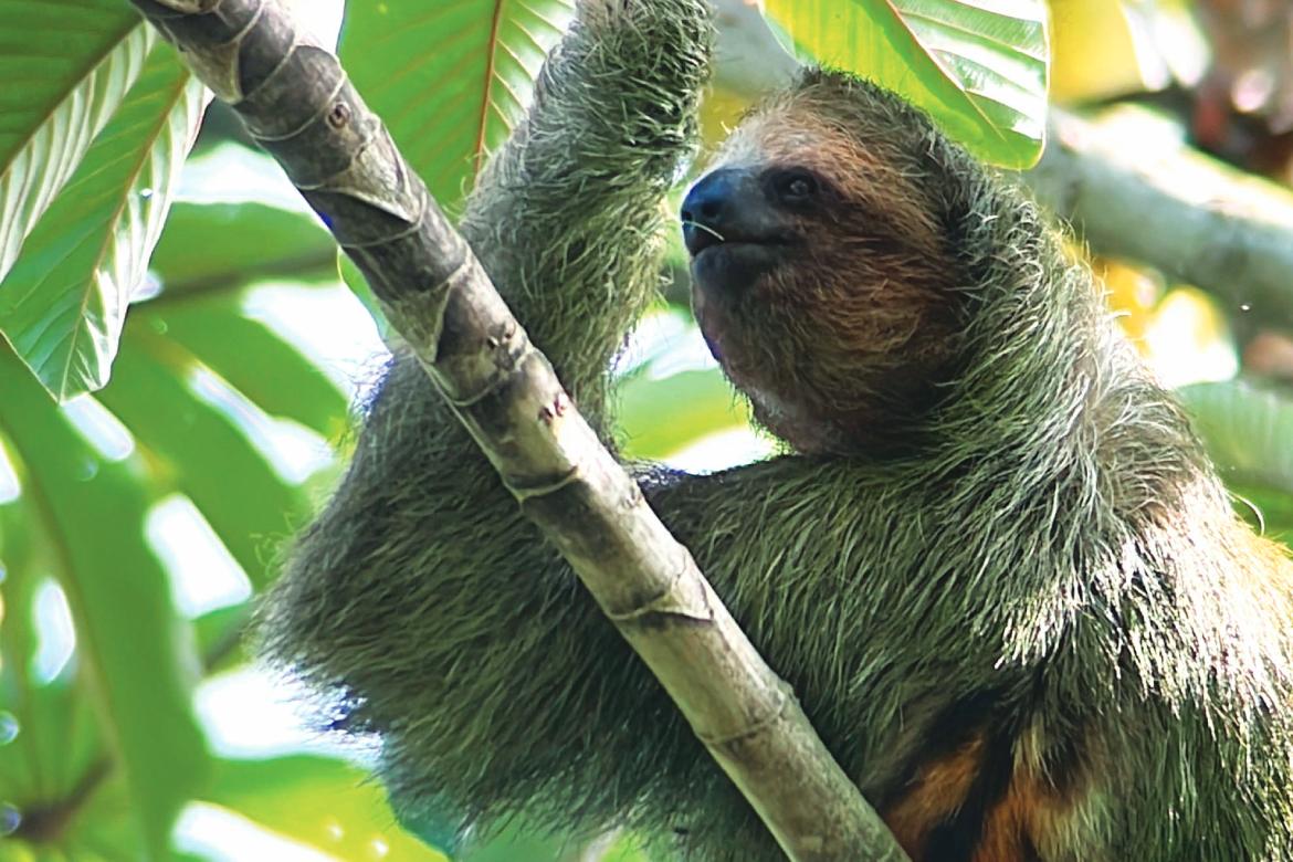 Tony the Sloth (Photo: Sybil Pool)