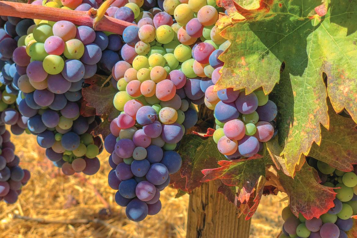 Paso Robles Grapes (Photo by Meandering Trail Media)