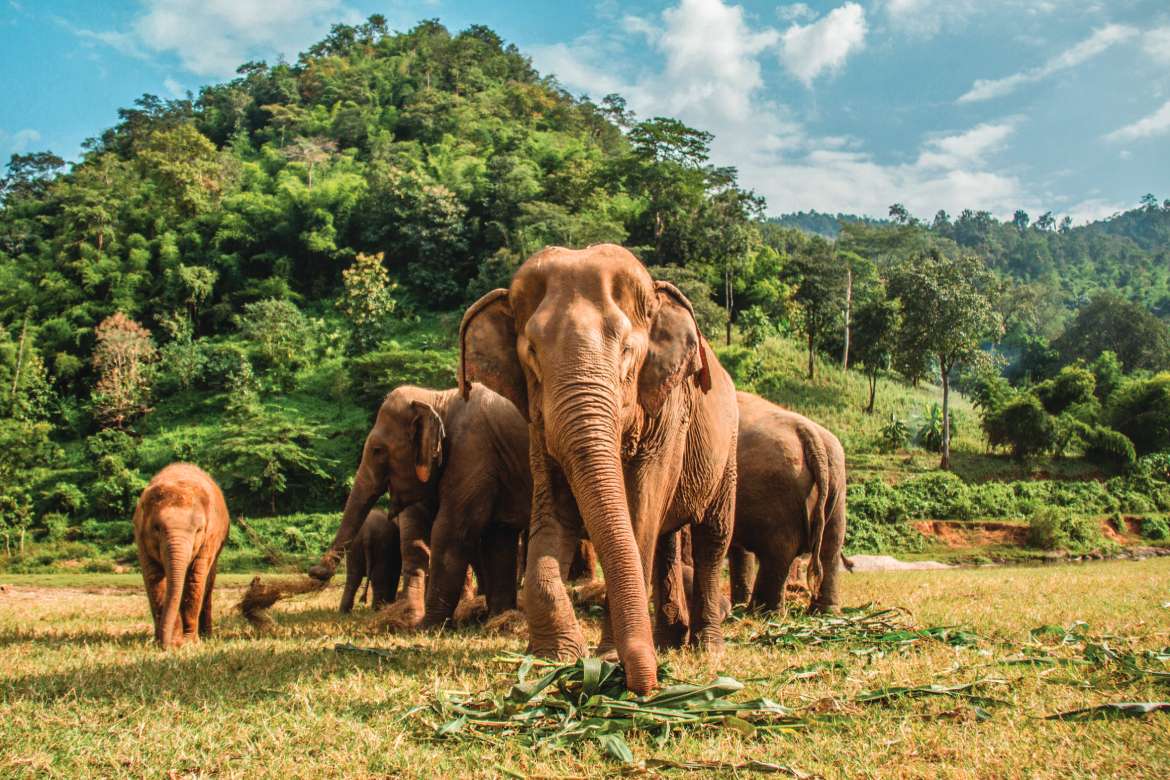 Elephant Nature Park in Chiang Mai (Photo by Oriol Querol)