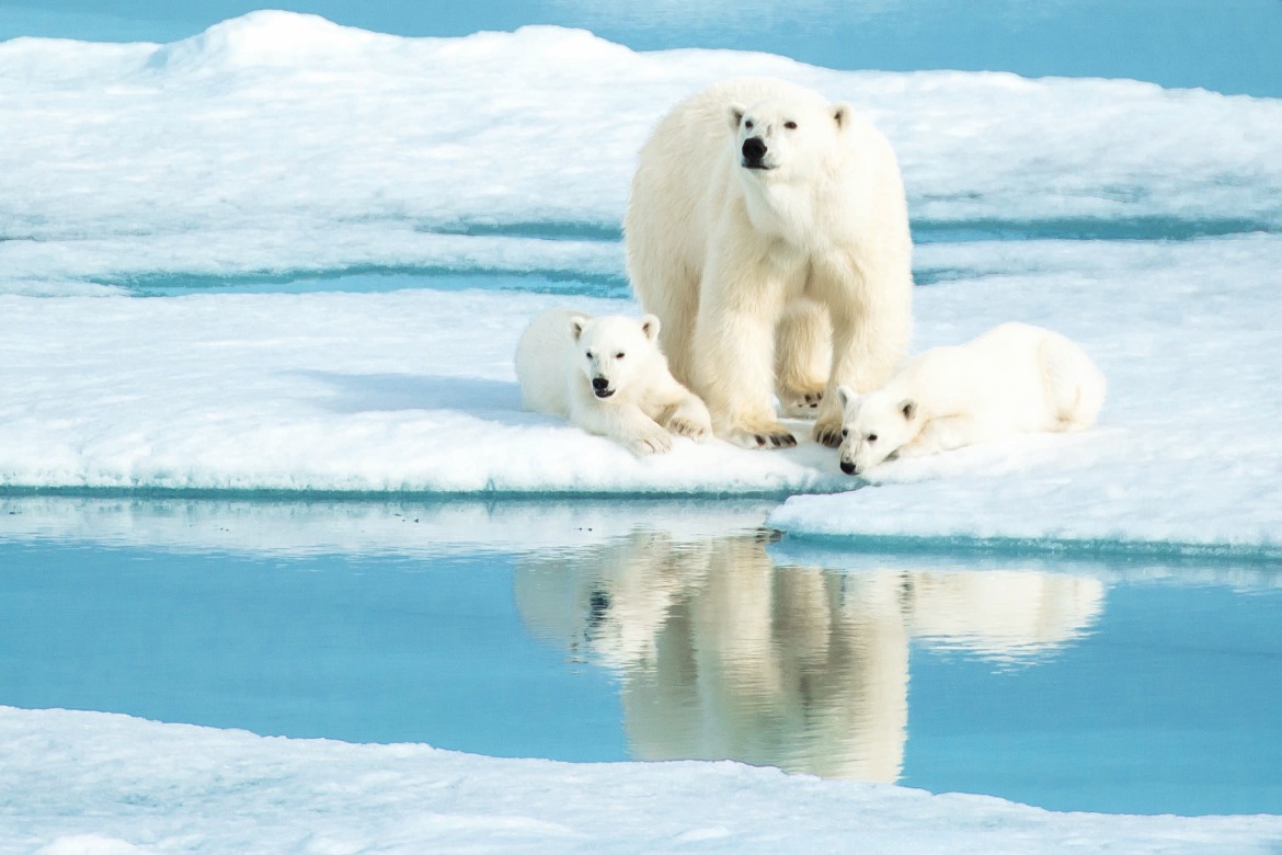 Polar Bear Family in Svalbard (Photo by Himanshu Saraf)