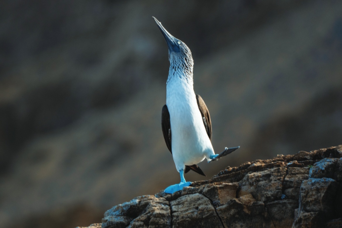 Blue Footed Booby Galapagos (Photo by Emily Pennington)