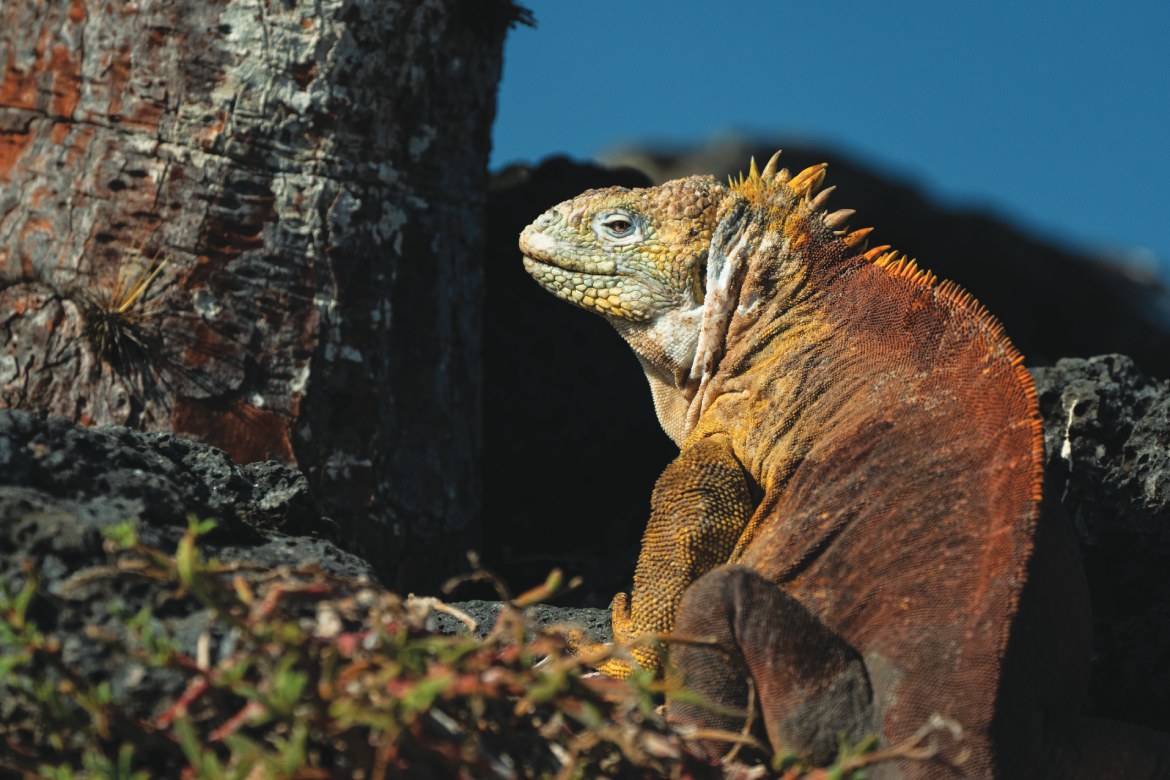 Galapagos Land Iguana (Photo by Emily Pennington)