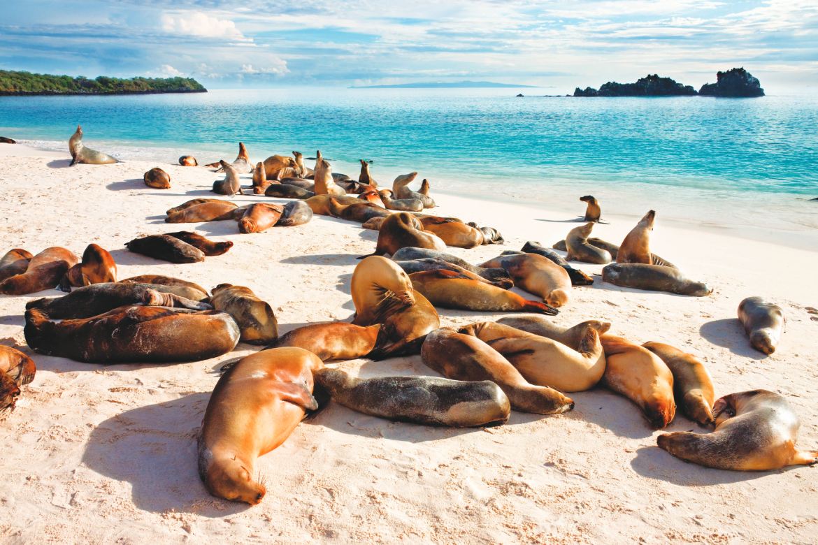 Sea Lion Colony at Gardner Bay on Espanola in the Galápagos (Photo by Steve Allen)