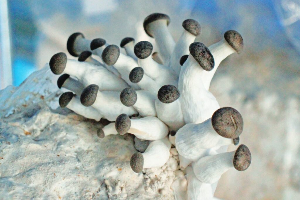 Blue oyster mushrooms (Photo by Jeff Heilman)