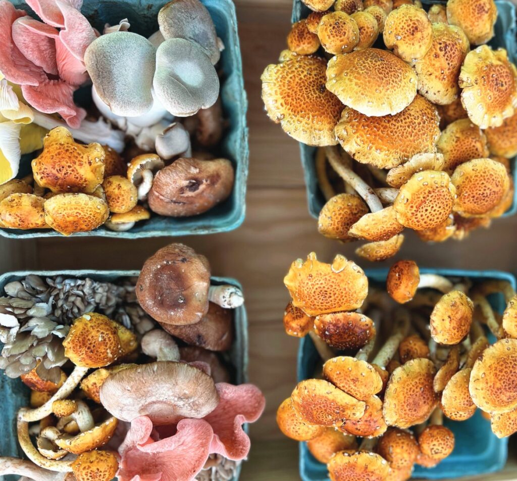 Foraged wild mushrooms (Photo by Wildspawn Mushrooms)