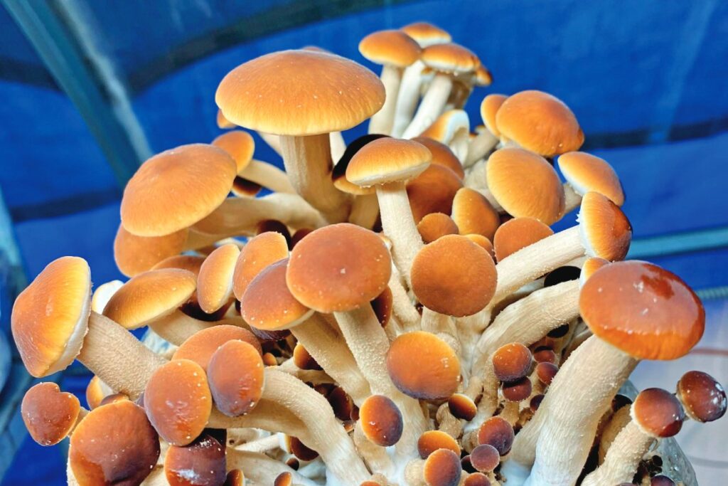 Pioppino mushrooms (Photo by Wildspawn Mushrooms)