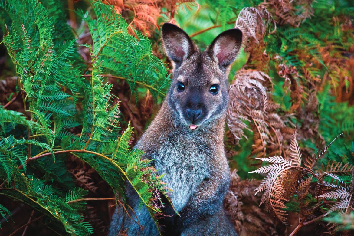 Red-Necked Wallaby (Photo by Kevin Wells Photography)