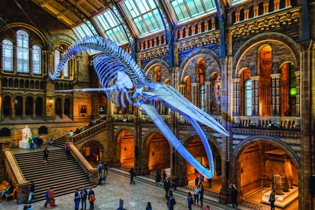 Blue Whale Skeleton In The Main Hall Of The Natural History Museum Of London (Photo by elRoce)