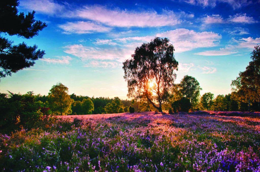 Luneburg Heath (Photo by Luneburger Heide GmbH)